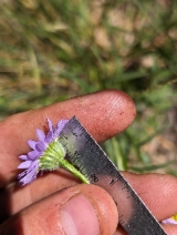 Erigeron robustior