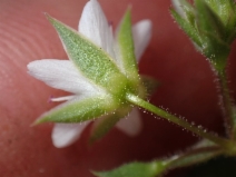 Minuartia decumbens