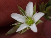 Minuartia decumbens