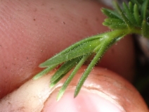 Minuartia decumbens