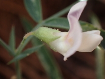 Lathyrus biflorus