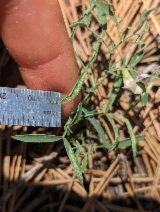 Lathyrus biflorus