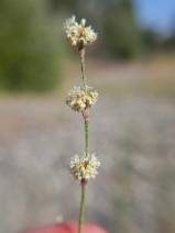 Eriogonum roseum