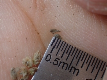 Cryptantha nemaclada