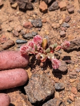 Calyptridium quadripetalum
