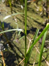Bolboschoenus maritimus ssp. paludosus