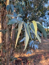 Search for Plants Results - Calflora