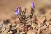 Campanula sharsmithiae
