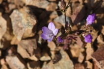 Campanula sharsmithiae