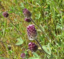 Trifolium albopurpureum