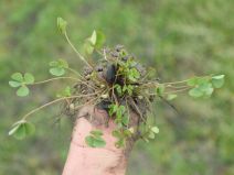 Marsilea vestita ssp. vestita