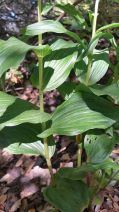 Epipactis helleborine