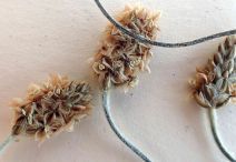 Plantago ovata var. fastigiata