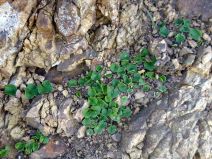 Dichondra donelliana