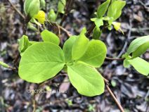 Dirca occidentalis