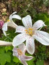 Lilium rubescens - Calflora