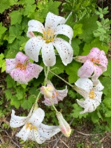Lilium rubescens - Calflora