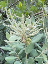 Notholithocarpus densiflorus var. echinoides
