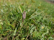 Sporobolus schoenoides