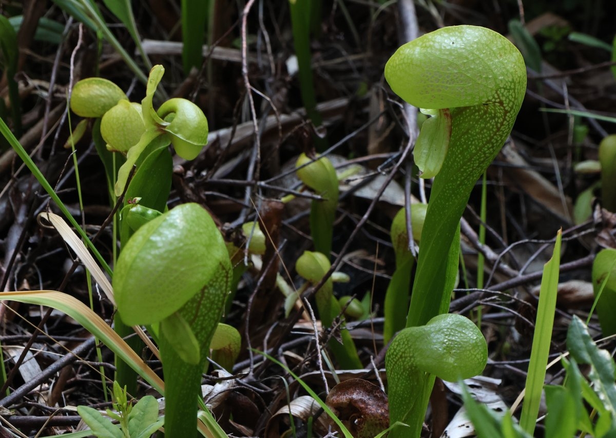 Darlingtonia californica