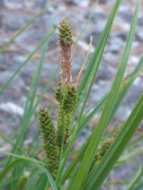 Carex lenticularis var. lipocarpa