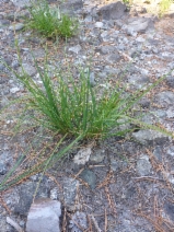 Carex lenticularis var. lipocarpa
