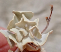 Eriogonum saxatile