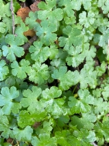 Geranium lucidum