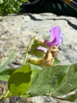 Lathyrus nevadensis var. nevadensis