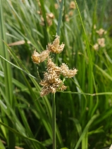 Bolboschoenus maritimus ssp. paludosus