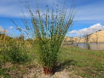 Juncus effusus ssp. pacificus