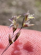 Deschampsia caespitosa