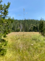 Deschampsia caespitosa