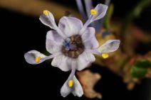 Ceanothus rigidus
