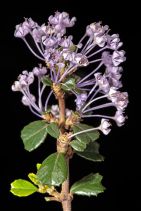 Ceanothus rigidus