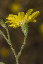 Benitoa occidentalis