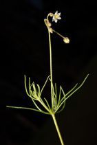 Spergula arvensis