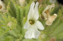 Marrubium vulgare