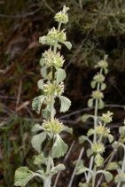 Marrubium vulgare
