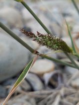 Agrostis stolonifera