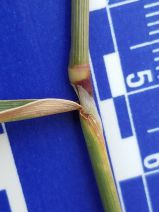 Agrostis stolonifera