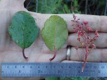Ribes viburnifolium