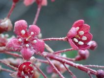 Ribes viburnifolium