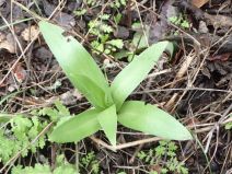 Fritillaria biflora