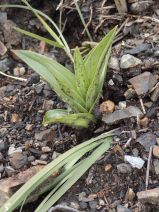 Epipactis gigantea