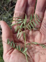 Vicia villosa ssp. villosa