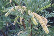 Prosopis glandulosa var. torreyana