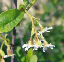 Oemleria cerasiformis