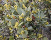 Simmondsia chinensis