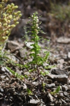 Antirrhinum subcordatum